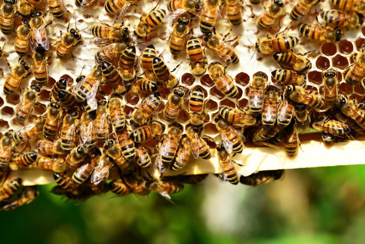 Bees rummaging over honey hive